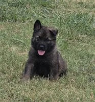 AKC Titled parents Sable Teal Collar, a male German Shepherd Dog for sale in Newalla, OK – 1 of 10