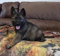 AKC Titled parents Sable Plush coat, a male German Shepherd Dog for sale in Newalla, OK – 4 of 9