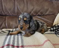 Champion line Dapple boy, a male Miniature Dachshund for sale in Newalla, OK – 1 of 6