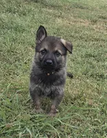 AKC Titled parents Sable Yellow collar, a male German Shepherd Dog for sale in Newalla, OK – 3 of 10