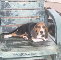 AKC 12" Beagle, a female Beagle for sale in Newalla, OK – 2 of 2