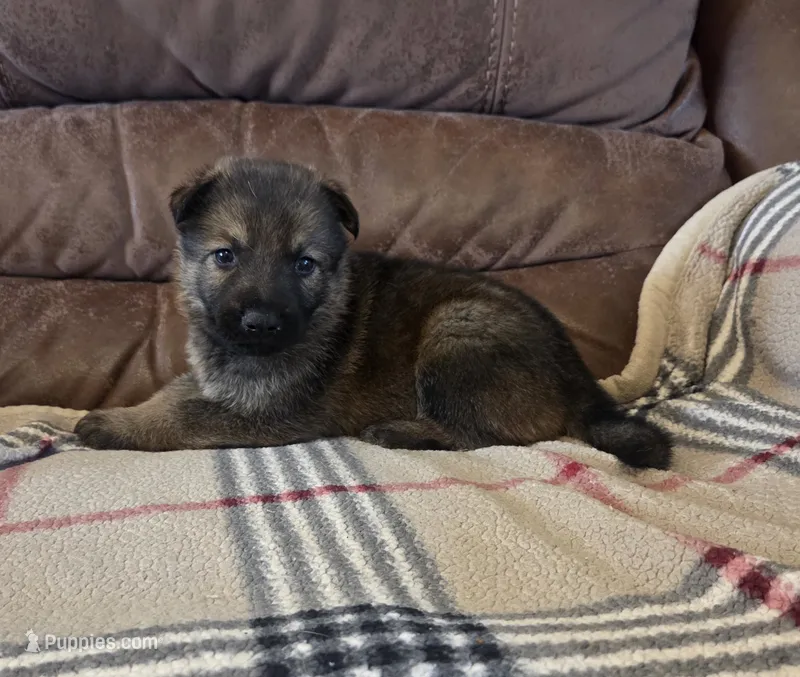 AKC Titled parents Sable boy 2 – German Shepherd Dog puppy for sale in Newalla, OK