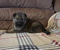 AKC Titled parents Sable boy 2, a male German Shepherd Dog for sale in Newalla, OK – 1 of 9