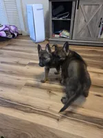 AKC Titled parents Sable girl 1, a female German Shepherd Dog for sale in Newalla, OK – 3 of 10