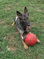 AKC Titled parents Sable boy, a male German Shepherd Dog for sale in Newalla, OK – 4 of 10