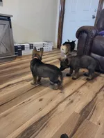AKC Titled parents Sable girl 1, a female German Shepherd Dog for sale in Newalla, OK – 10 of 10