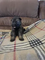 AKC Titled parents Sable boy 3, a male German Shepherd Dog for sale in Newalla, OK – 8 of 9