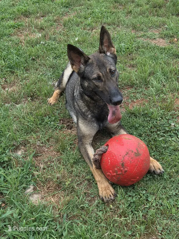 Pet or Sport – German Shepherd Dog puppy for sale in Newalla, OK