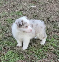 CH sired Red Merle Boy, a male Border Collie for sale in Newalla, OK – 5 of 10