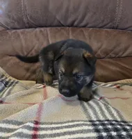 AKC Titled parents Sable boy, a male German Shepherd Dog for sale in Newalla, OK – 5 of 10