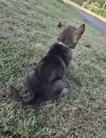 AKC Titled parents Sable boy, a male German Shepherd Dog for sale in Newalla, OK – 10 of 10