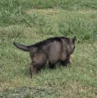 AKC Titled parents Sable Teal Collar, a male German Shepherd Dog for sale in Newalla, OK – 5 of 10