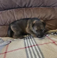AKC Titled parents Sable boy 2, a male German Shepherd Dog for sale in Newalla, OK – 2 of 9