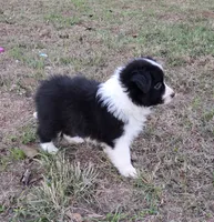 CH sired Black/white girl, a female Border Collie for sale in Newalla, OK – 6 of 8