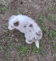 CH sired Red Merle Boy, a male Border Collie for sale in Newalla, OK – 4 of 10