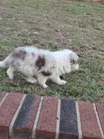 CH sired Red Merle Boy, a male Border Collie for sale in Newalla, OK – 6 of 10