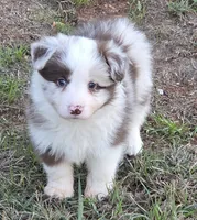 CH Sired Chocolate Merle, a male Border Collie for sale in Newalla, OK – 2 of 5