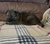AKC Titled parents Sable boy 2, a male German Shepherd Dog for sale in Newalla, OK – 4 of 9