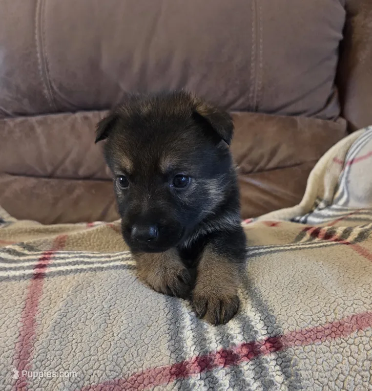 AKC Titled parents Sable boy – German Shepherd Dog puppy for sale in Newalla, OK
