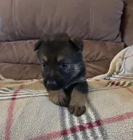 AKC Titled parents Sable boy, a male German Shepherd Dog for sale in Newalla, OK – 1 of 10