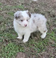 CH sired Red Merle Boy, a male Border Collie for sale in Newalla, OK – 10 of 10