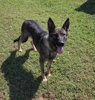 AKC Sport or Pet. Parents are IGP 3., a female German Shepherd Dog for sale in Newalla, OK – 3 of 5