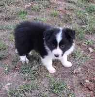 CH sired Black/white girl, a female Border Collie for sale in Newalla, OK – 7 of 8