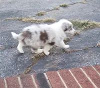CH sired Red Merle Boy, a male Border Collie for sale in Newalla, OK – 7 of 10