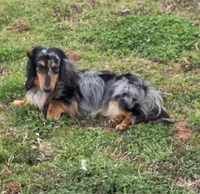 Champion line Dapple boy, a male Miniature Dachshund for sale in Newalla, OK – 5 of 6
