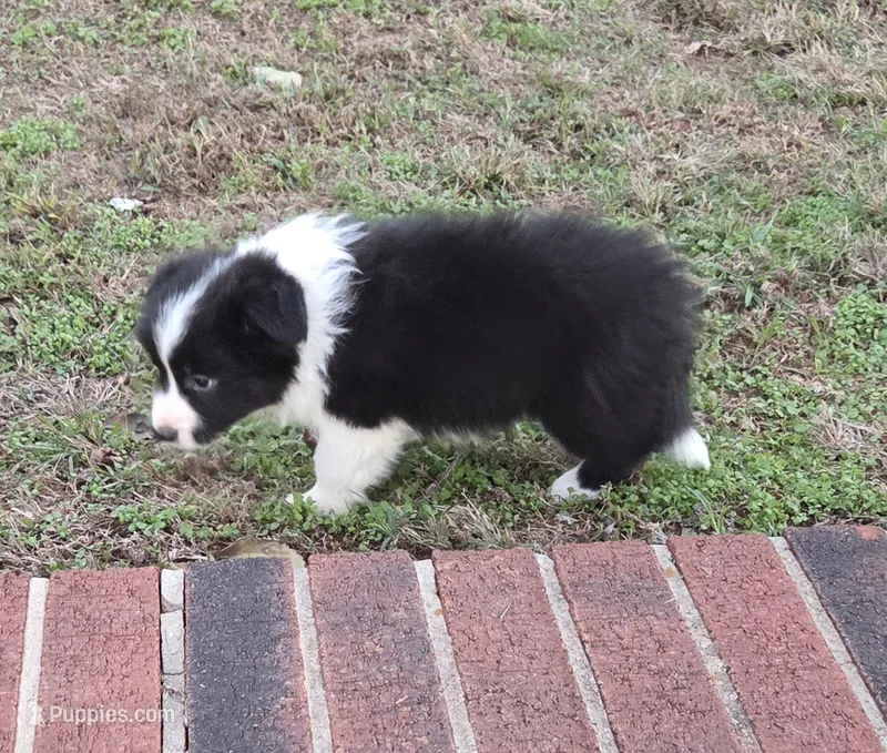 CH sired Black/white girl – Border Collie puppy on hold in Newalla, OK