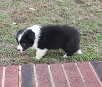 CH sired Black/white girl, a female Border Collie for sale in Newalla, OK – 1 of 8