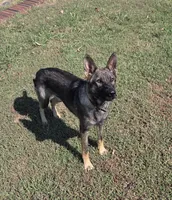 AKC Sport or Pet. Parents are IGP 3., a female German Shepherd Dog for sale in Newalla, OK – 4 of 5
