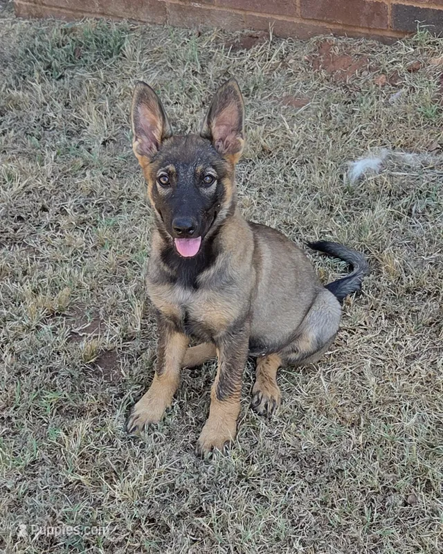 AKC Titled parents Sable girl 1 – German Shepherd Dog puppy for sale in Newalla, OK