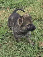 AKC Titled parents Sable Yellow collar, a male German Shepherd Dog for sale in Newalla, OK – 4 of 10