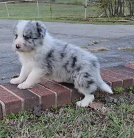 CH sired Blue Merle , a male Border Collie for sale in Newalla, OK – 4 of 7