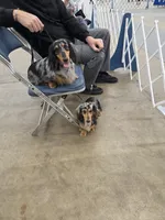 Champion line Dapple boy, a male Dachshund for sale in Newalla, OK – 5 of 5
