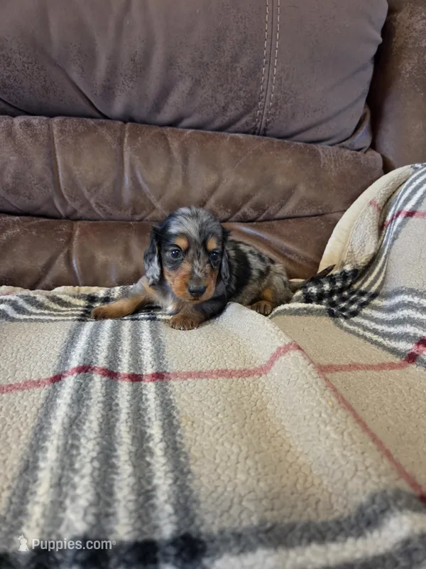 Champion line Dapple boy – Dachshund puppy for sale in Newalla, OK