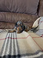 Champion line Dapple boy, a male Dachshund for sale in Newalla, OK – 1 of 5