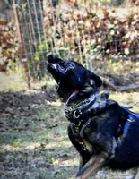AKC Titled parents Sable Teal Collar, a male German Shepherd Dog for sale in Newalla, OK – 10 of 10