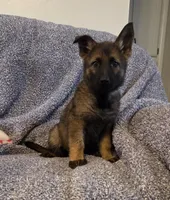 AKC Titled parents Sable girl 2, a female German Shepherd Dog for sale in Newalla, OK – 8 of 9