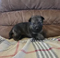 AKC Titled parents Sable, a female German Shepherd Dog for sale in Newalla, OK – 5 of 10