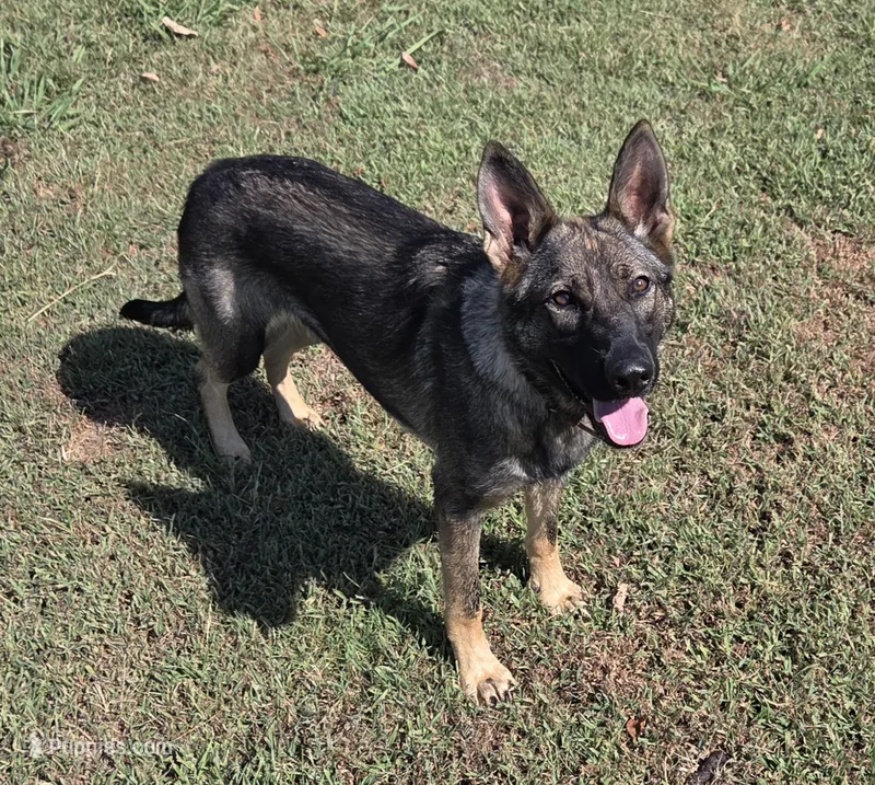AKC Sport or Pet. Parents are IGP 3. – German Shepherd Dog puppy for sale in Newalla, OK
