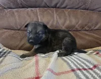 AKC Titled parents Sable, a female German Shepherd Dog for sale in Newalla, OK – 6 of 10