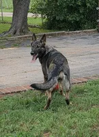 Pet or Sport, a female German Shepherd Dog for sale in Newalla, OK – 2 of 8