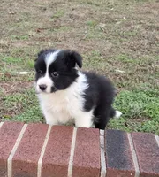CH sired Black/white girl, a female Border Collie for sale in Newalla, OK – 2 of 8