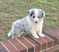 CH sired Blue Merle , a male Border Collie for sale in Newalla, OK – 7 of 7