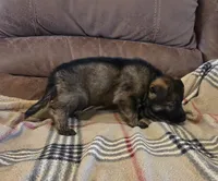 AKC Titled parents Sable F 2, a female German Shepherd Dog for sale in Newalla, OK – 5 of 9