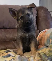 AKC Titled parents Sable boy, a male German Shepherd Dog for sale in Newalla, OK – 7 of 10