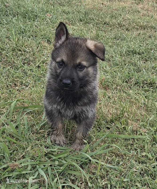 AKC Titled parents Sable Yellow collar – German Shepherd Dog puppy for sale in Newalla, OK
