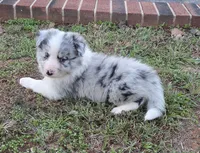 CH sired Blue Merle , a male Border Collie for sale in Newalla, OK – 5 of 7